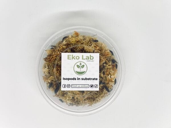 Eko Lab, grey isopods packaged in sphagnum moss substrate
