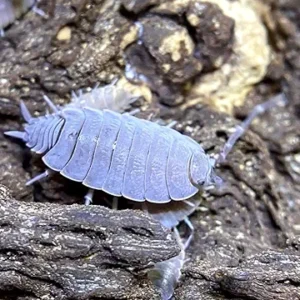 powder blue isopod (Porcellionides Pruinosus) on bark