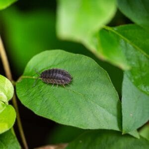 Live grey isopod on green leaf - bioactive clean up crew