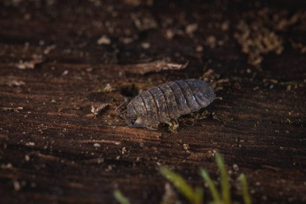 Close up photo of a grey porcellio scaber on timber, microfauna, bioactive