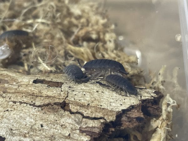 Slate grey porcellio scaber isopods, sphagnum moss, bark