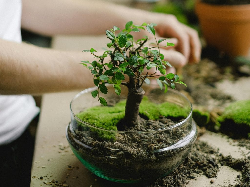 teardrop terrarium with small bonsai, moss, hand made