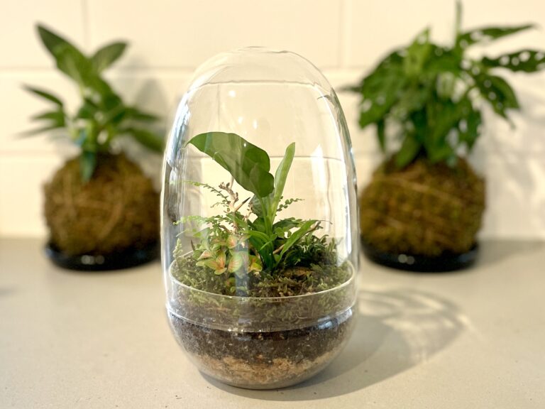 How a Terrarium Works: The Science Behind Miniature Ecosystems