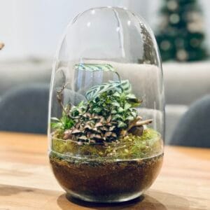 eko lab glass terrarium fully planted