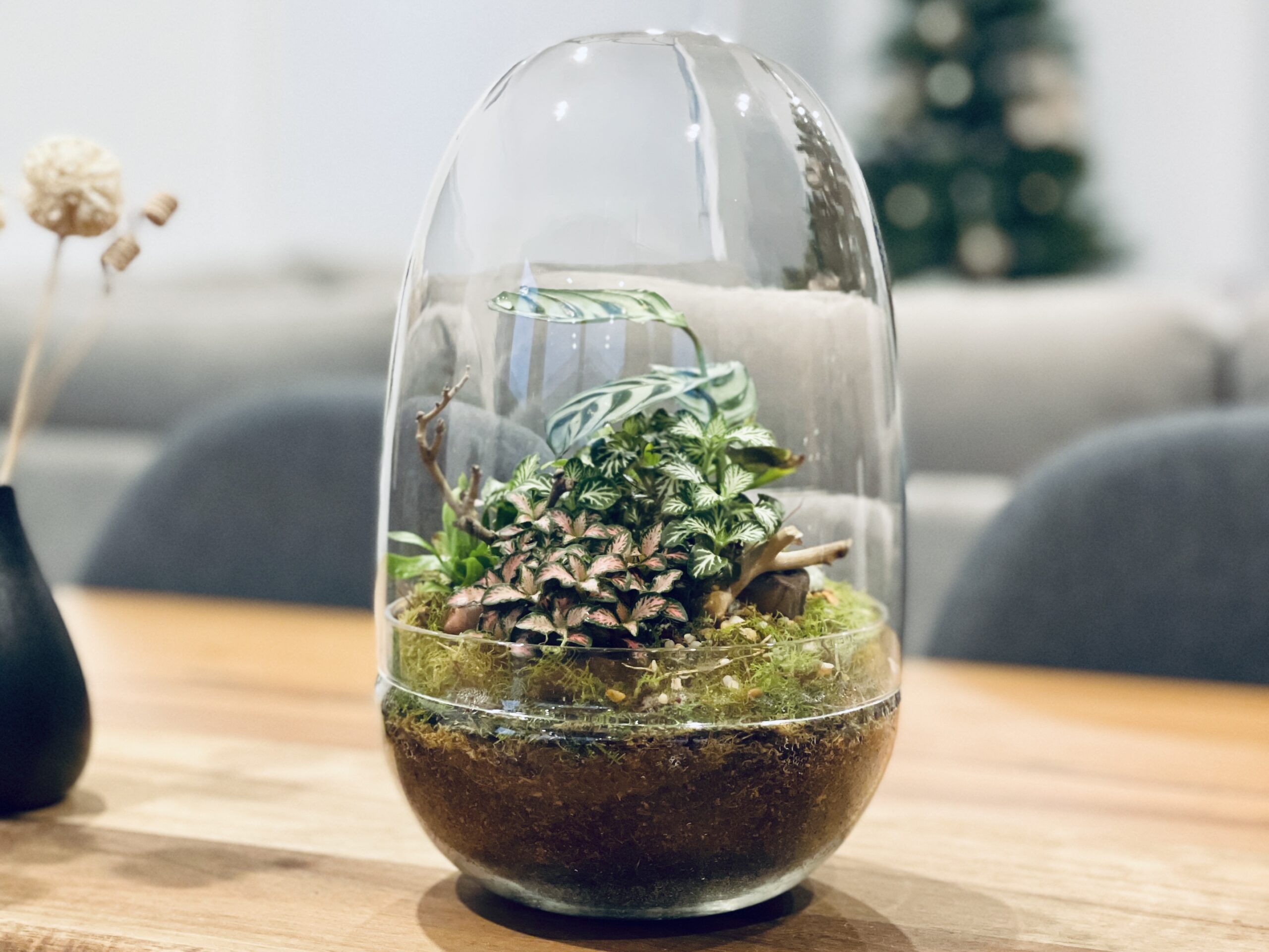 eko lab glass terrarium fully planted