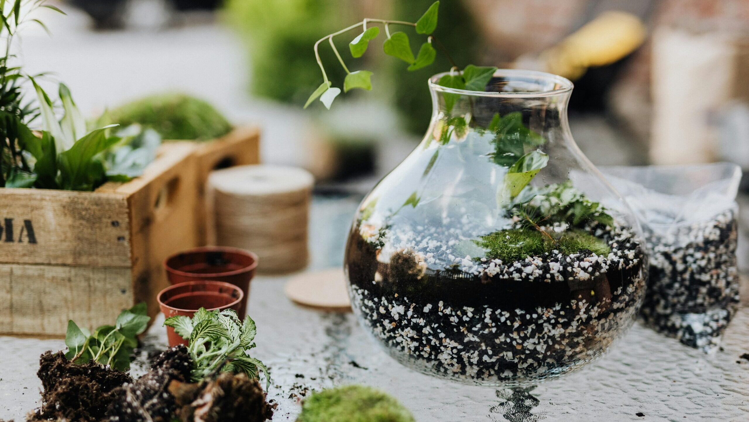 Terrarium on a glass table, being planted