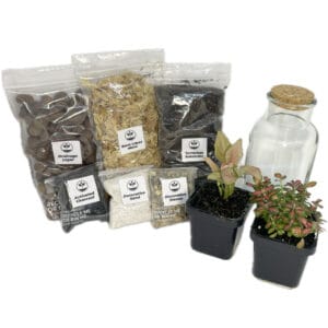 Small DIY Terrarium kit with two plants