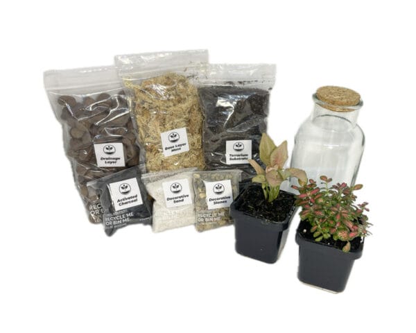 Small DIY Terrarium kit with two plants