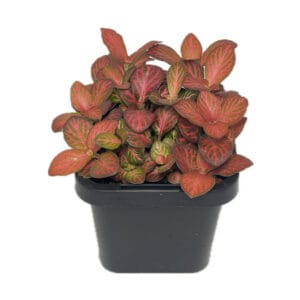 Fittonia red flame terrarium plant
