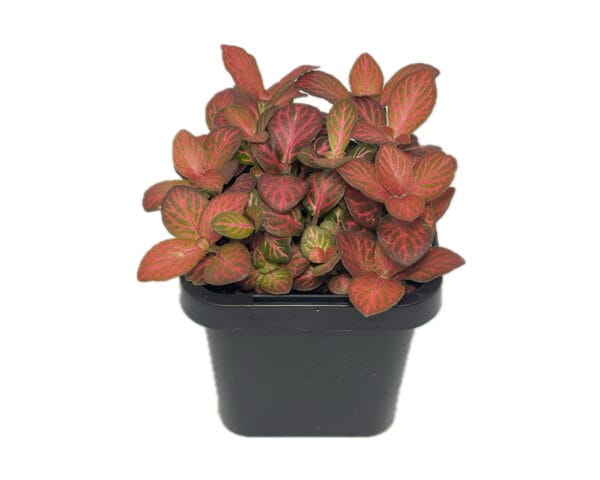 Fittonia red flame terrarium plant