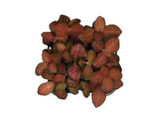 Eko Lab Fittonia red flame