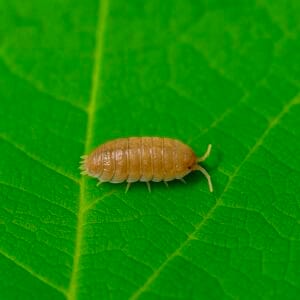 orange isopod on a green leaf