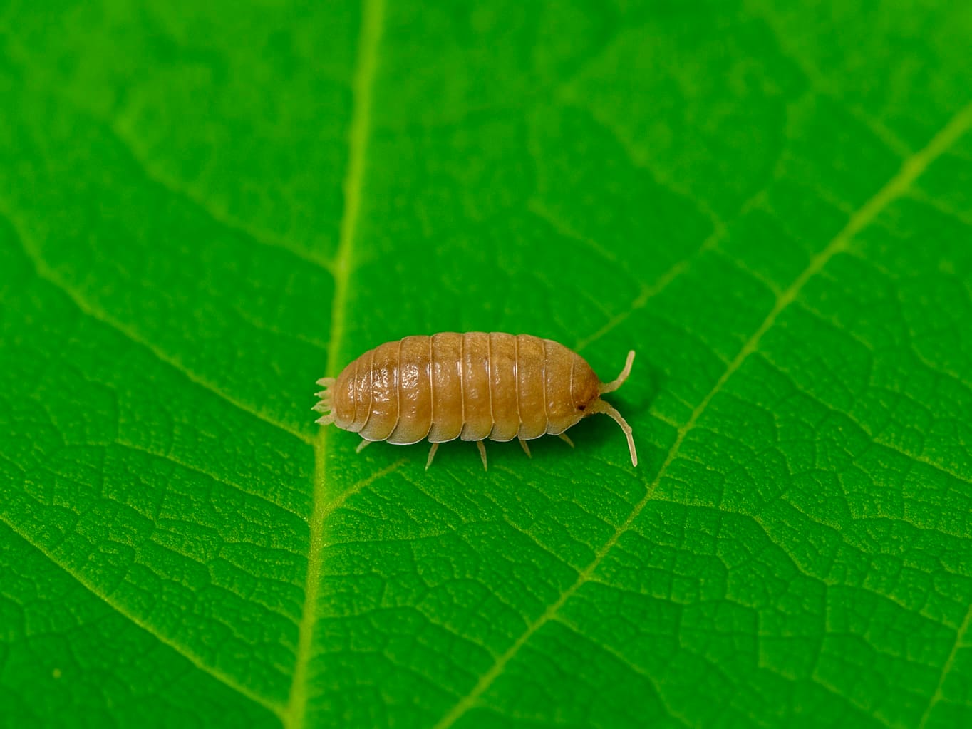 orange isopod on a green leaf