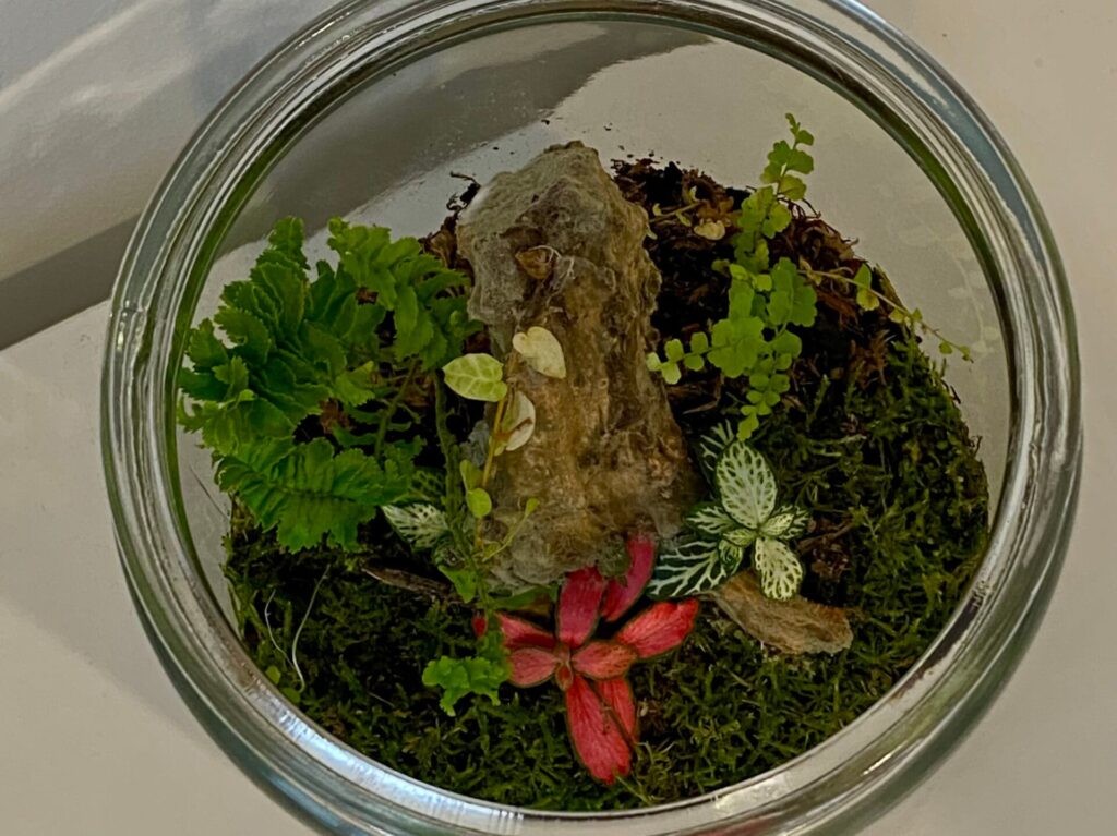 Vibrant terrarium with mould