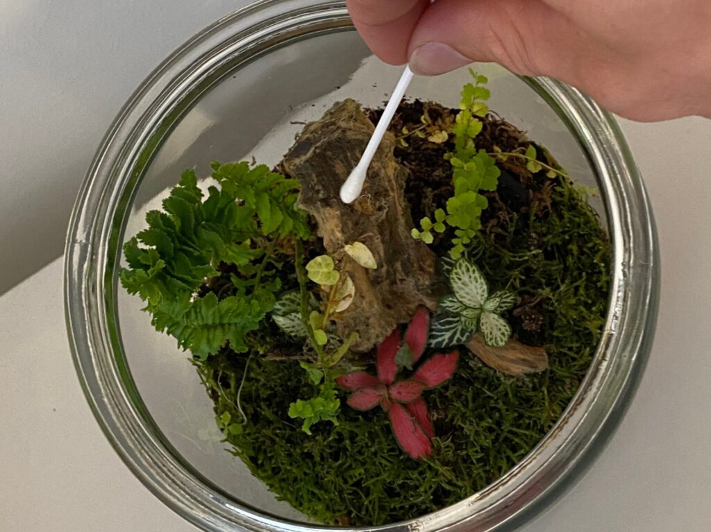 removing mould with a cotton bud