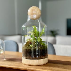 eko jungle diy terrarium kit with plants