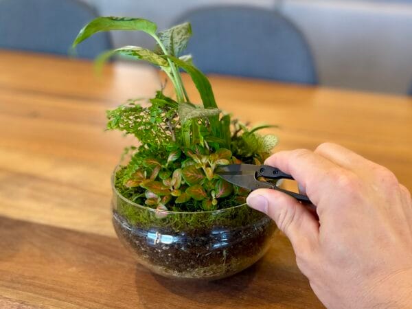 Black Terrarium Shears - Image 3