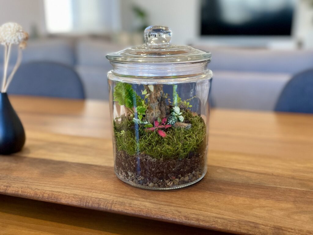 Eko Lab DIY Jar Terrarium
