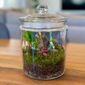 Eko Lab DIY Jar Terrarium