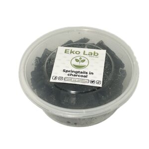 Eko Lab springtail culture in charcoal