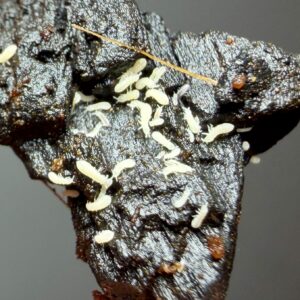 plump white springtails