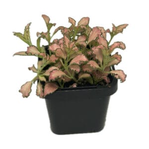 Fittonia pink snakeskin terrarium plant