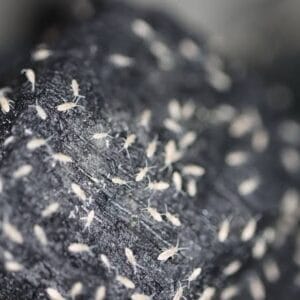 Live Springtail Culture