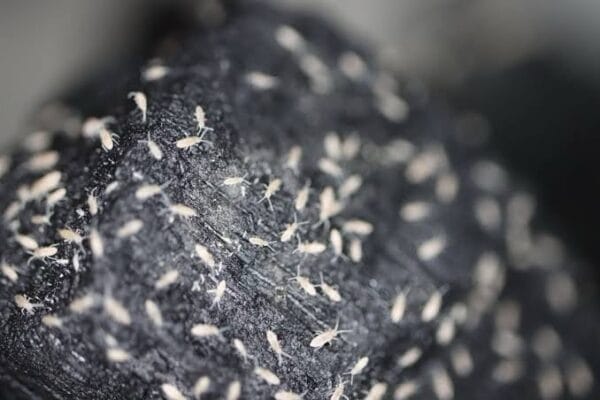 Live Springtail Culture