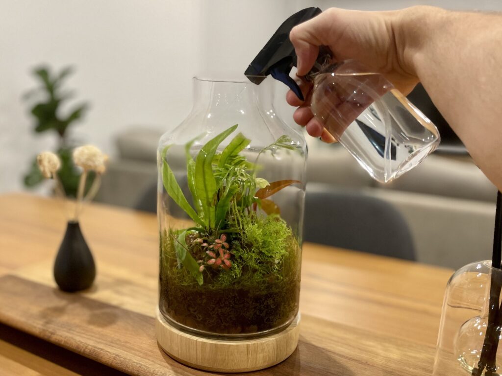 Watering an enclosed terrarium with a black spray bottle