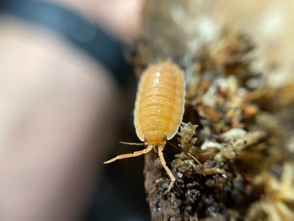 Live Isopods - Orange (Porcellio Scaber) - Image 2