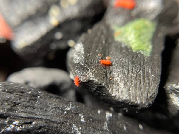 Tropical Red Springtails - Coming Soon! - Image 3
