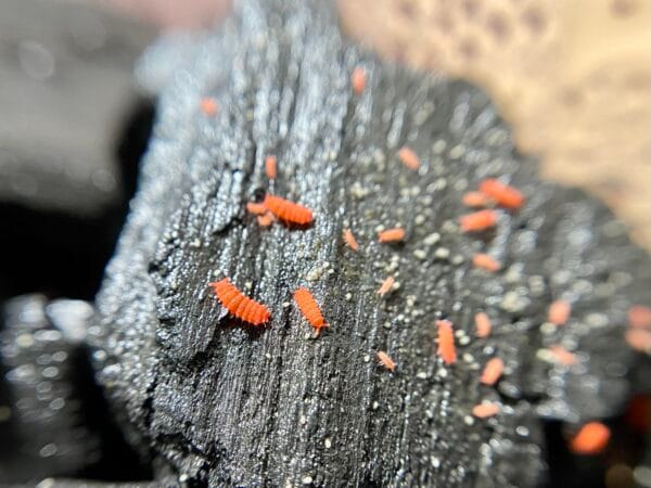 Tropical Red Springtails - Coming Soon! - Image 2